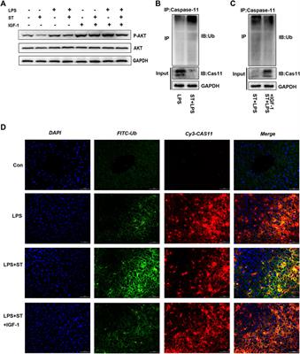 Samotolisib Attenuates Acute Liver Injury Through Inhibiting Caspase-11-Mediated Pyroptosis Via Regulating E3 Ubiquitin Ligase Nedd4